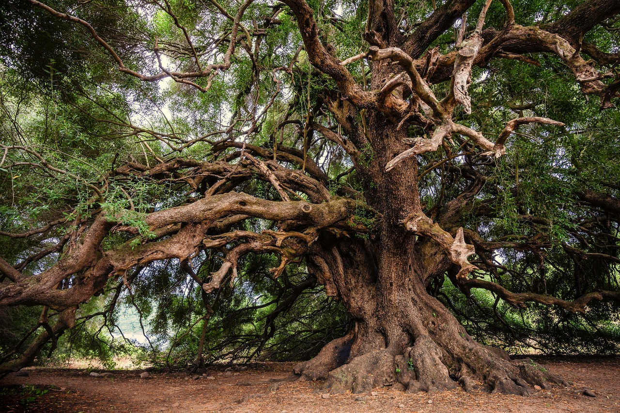 Principles of Bonsai Design and Care